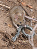 Typical Old World Mice - Photo (c) Steve Collins, all rights reserved