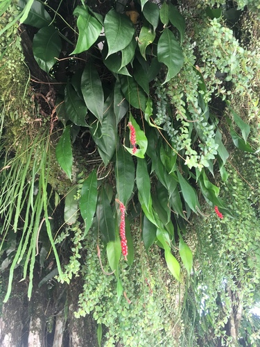 Anthurium gracile image