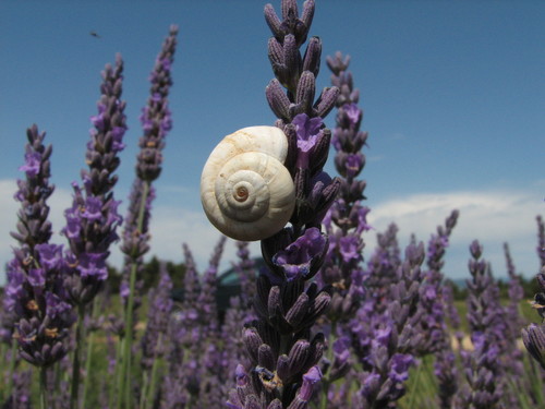 Xeropicta derbentina