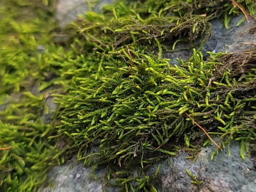 Leskea polycarpa Hedw.