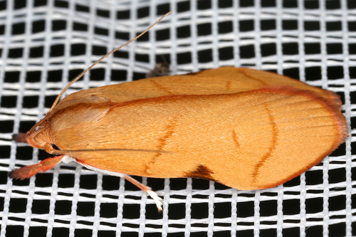 Genus Loxotoma · iNaturalist