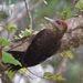 Okinawa Woodpecker - Photo (c) kent2960, all rights reserved