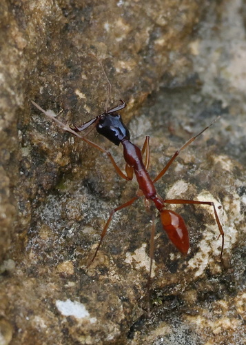 黑头大齿猛蚁Odontomachus nigriceps