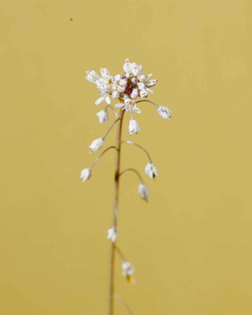 Mountain fringepod (Thysanocarpus laciniatus) · iNaturalist