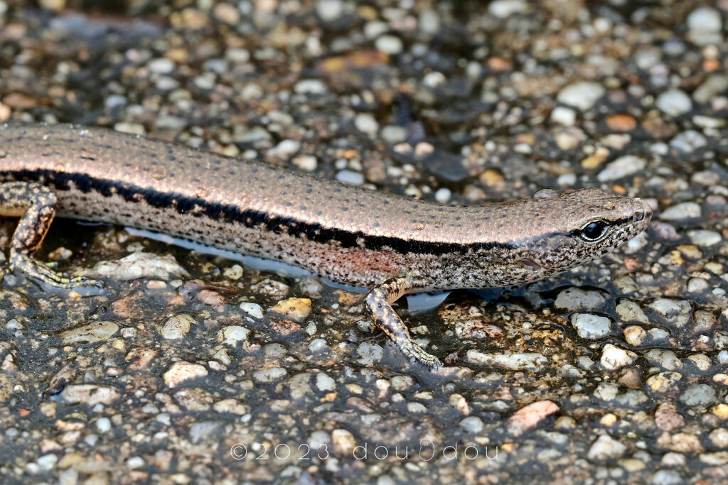 Reeves s Ground Skink from 中国海南省昌江黎族自治县霸王岭 on January 12 2023 at 11 13