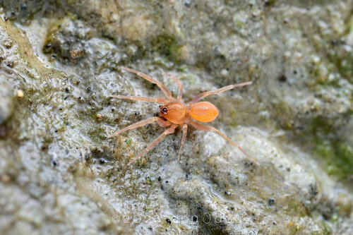 Ischnothyreus falcatus