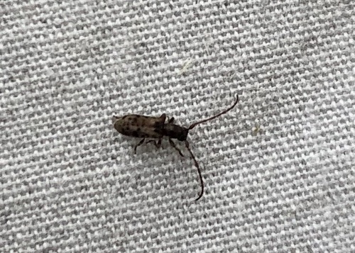 Miccolamia verrucosa thumbnail