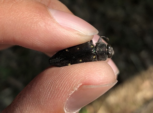Chrysobothris ohbayashii · iNaturalist
