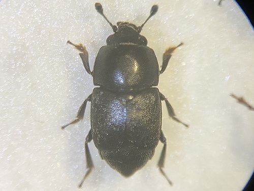 Carpophilus chalybeus · iNaturalist United Kingdom