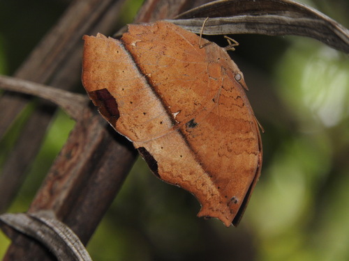 Salamis anteva