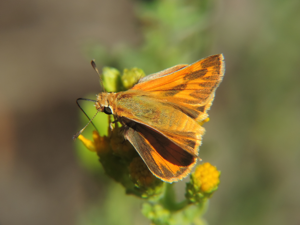 Woodland skipper butterfly