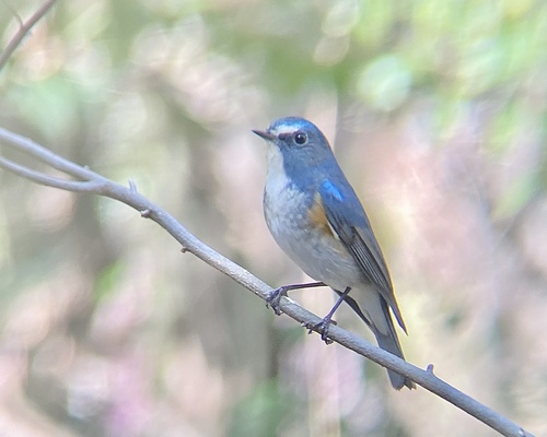 Red-flanked bluetail - Wikipedia