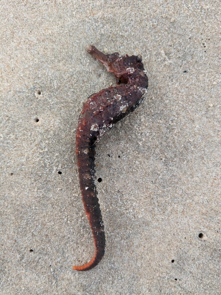 West African Seahorse