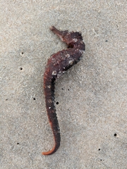West African Seahorse