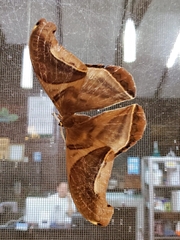 Rhescyntis hippodamia image