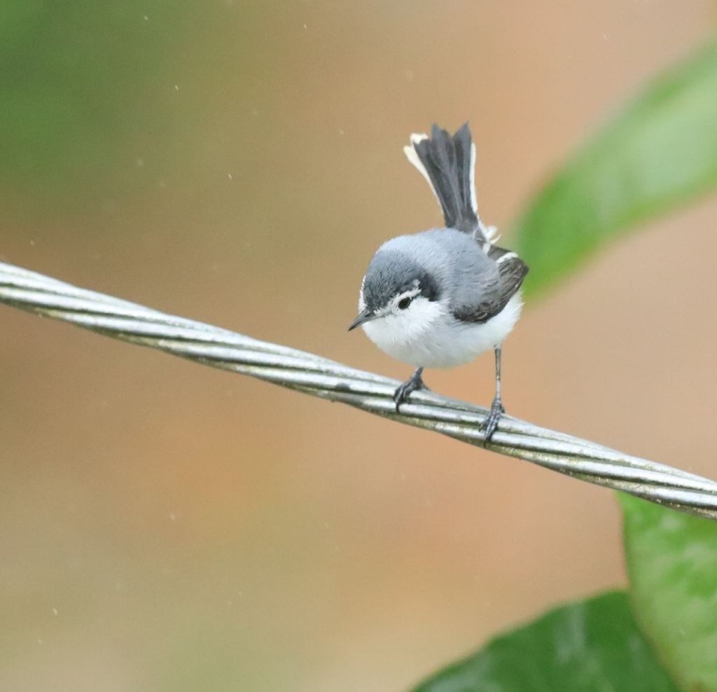 White-browed Gnatcatcher - Polioptila bilineata - Birds of the World