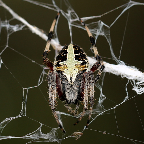 Red-femured Spotted Orbweaver