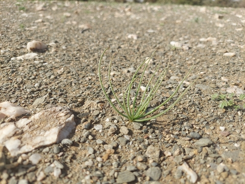 Annual Asphodel