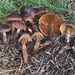 Cortinarius atroalbus - Photo (c) Shannon Adams, all rights reserved, uploaded by Shannon Adams