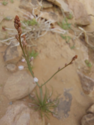 Annual Asphodel