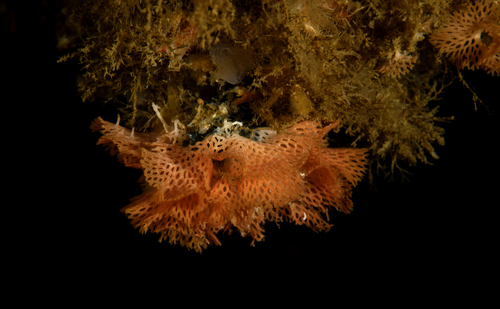 Phidolopora pacifica