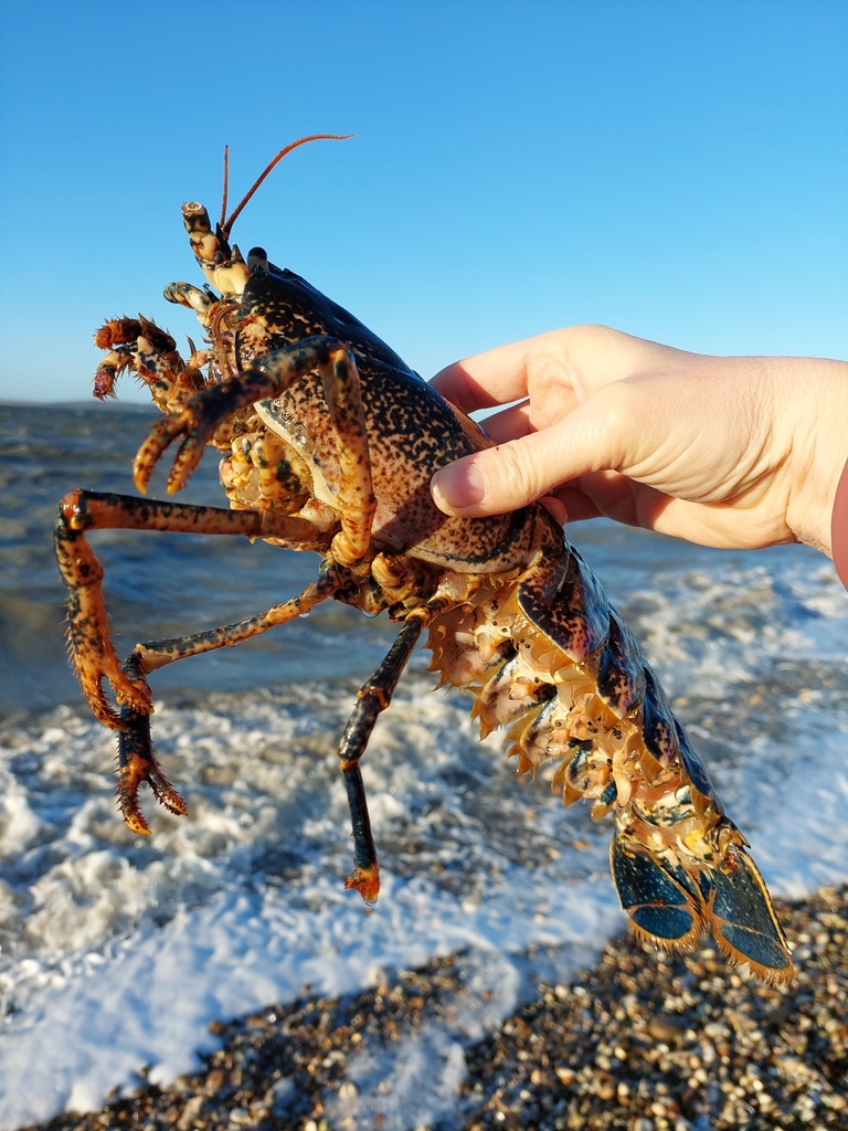 Common Lobster