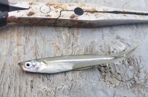 Atlantic Silverside