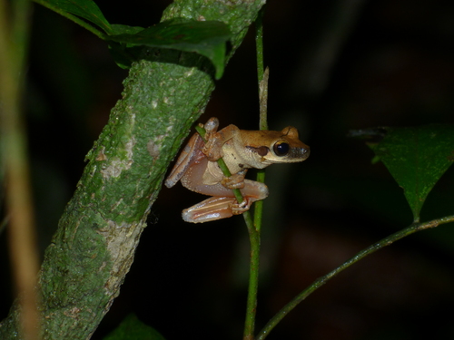 Bolivian Spiny-backed Frog