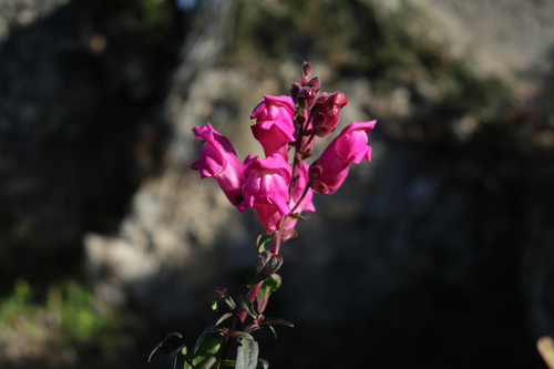 Antirrhinum linkianum