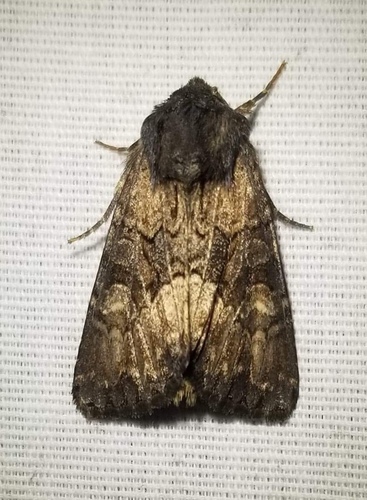 Apamea burgessi Morrison, 1874