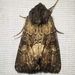 Burgess' Apamea Moth - Photo (c) rpmoutdoors, all rights reserved