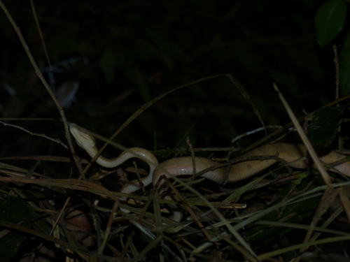 Garden Tree Boa