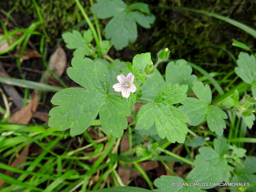 Geranium seemannii · iNaturalist