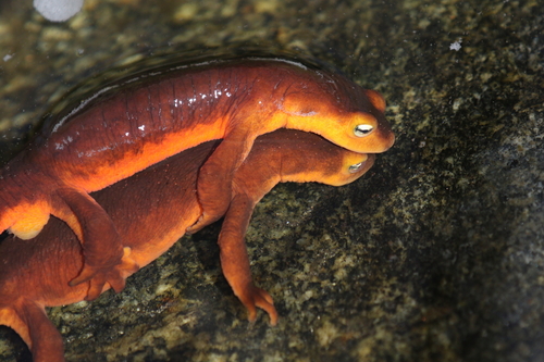iNaturalist observation photo of Sierra Newt