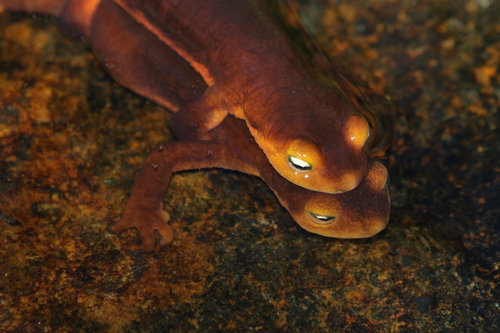 iNaturalist observation photo of Sierra Newt