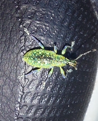 Exophthalmus jekelianus image