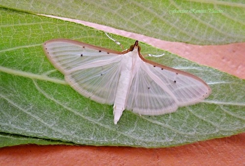 Four-spotted Palpita Moth