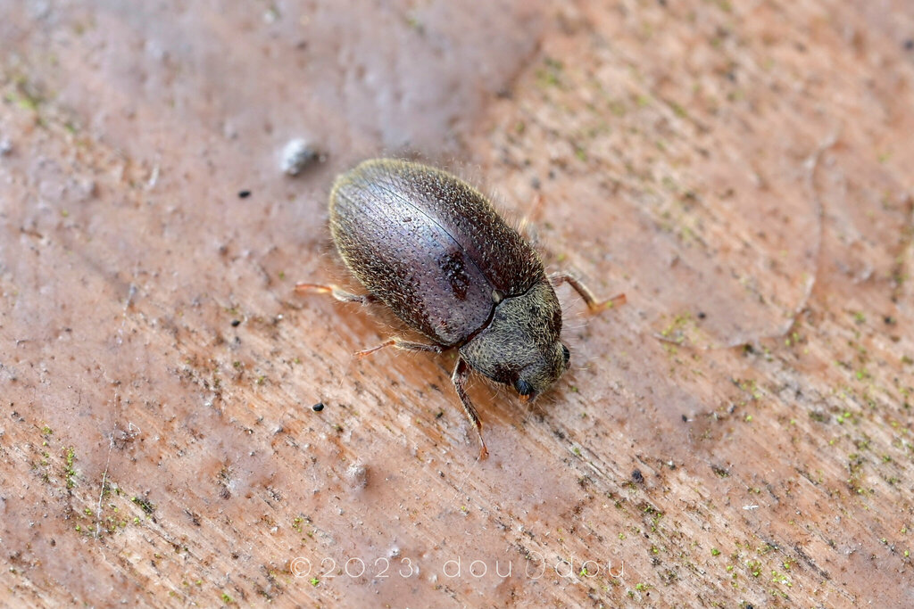 long-toed water beetles from 中国海南省昌江黎族自治县霸王岭 on January 12, 2023 at 10: ...