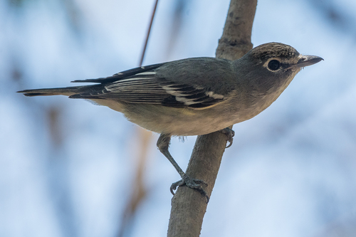 Plumbeous Vireo