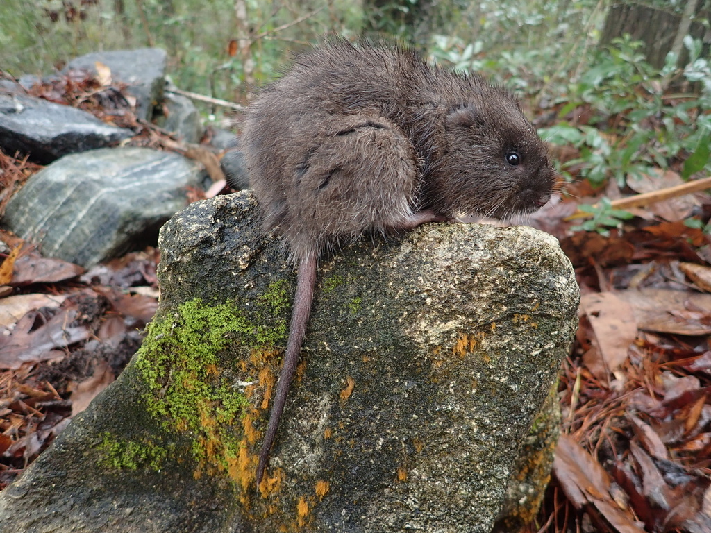 Round-tailed Muskrat in February 2023 by Devin welch · iNaturalist