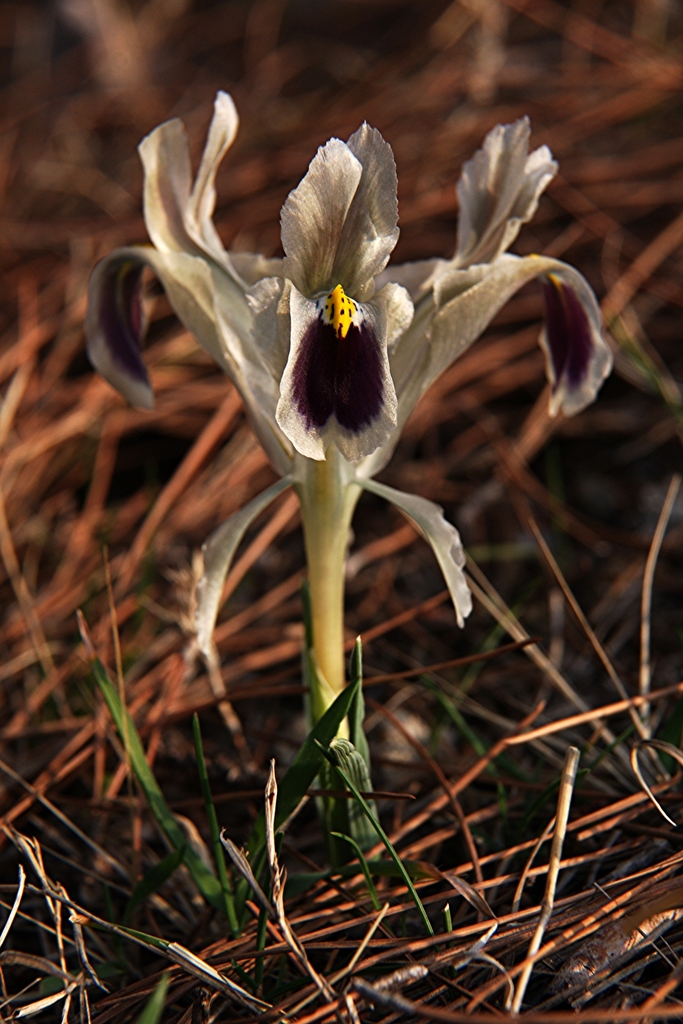 Lirio persa