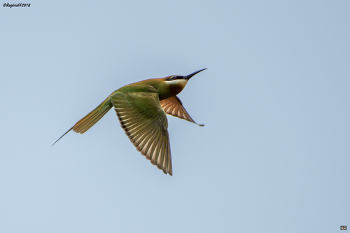 Olive Bee-eater