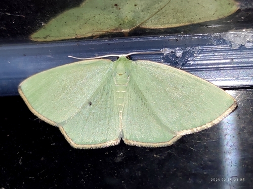 Pseudothalera