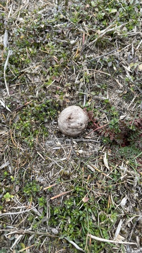 Disciseda Disciseda verrucosa · iNaturalist
