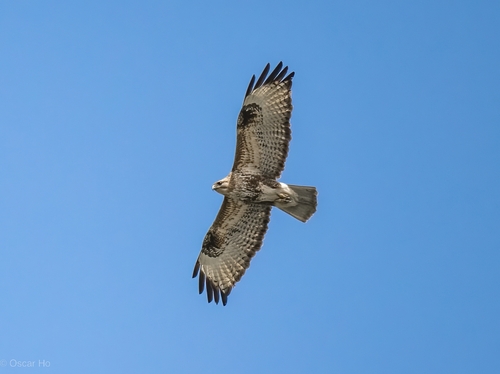 Eastern Buzzard