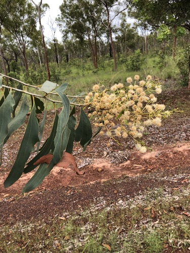 Acacia mimula