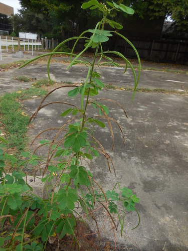 American Sicklepod