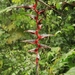 Heliconia griggsiana - Photo 由 Samuel Driyanto 所上傳的 (c) Samuel Driyanto，保留所有權利