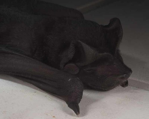 Molossus