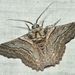 Hypobapta tachyhalotaria - Photo (c) James Peake, todos los derechos reservados, subido por James Peake